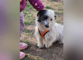 Filly ist aufmerksam und möchte lernen