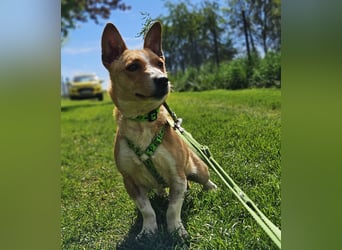 Janne ist eine aufgeschlossene Hundedame (61184 Karben)