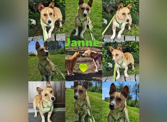 Janne ist eine aufgeschlossene Hundedame (61184 Karben)