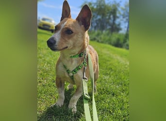 Janne ist eine aufgeschlossene Hundedame (61184 Karben)