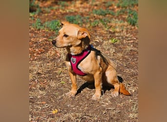 Netti wird sicher eifrig das Hunde ABC lernen