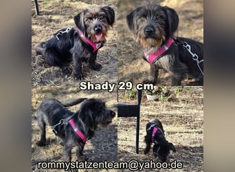 Shady ist eine liebe und sehr verträgliche Hündin