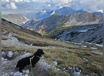 Fuio liebt Spaziergänge in der Natur (45739 Oer-Erkenschwick)