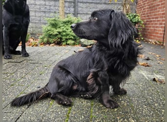 Fuio liebt Spaziergänge in der Natur (45739 Oer-Erkenschwick)