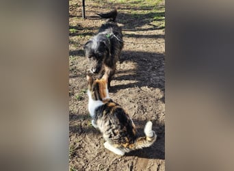 Gilla hat ein kluges, lustiges Wesen