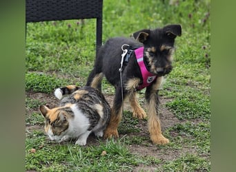 Tilly ist klug und voller Energie