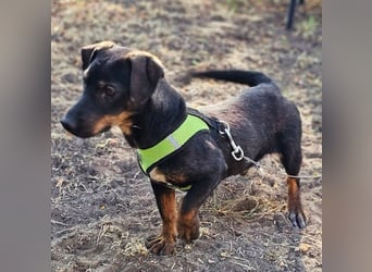 Taro ist ein schlauer, kleiner Hundemann