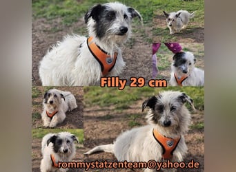 Filly ist aufmerksam und möchte lernen