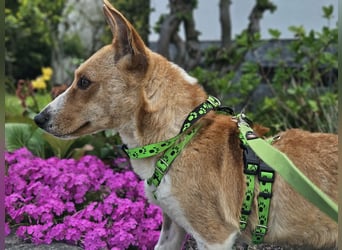 Janne ist eine aufgeschlossene Hundedame (61184 Karben)