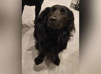 Fuio liebt Spaziergänge in der Natur (45739 Oer-Erkenschwick)