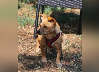 Netti wird sicher eifrig das Hunde ABC lernen