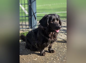 Fuio liebt Spaziergänge in der Natur (45739 Oer-Erkenschwick)