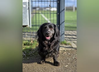 Fuio liebt Spaziergänge in der Natur (45739 Oer-Erkenschwick)