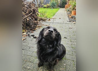 Fuio liebt Spaziergänge in der Natur (45739 Oer-Erkenschwick)
