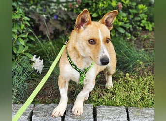 Janne ist eine aufgeschlossene Hundedame (61184 Karben)