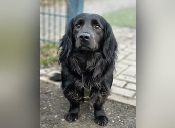 Fuio liebt Spaziergänge in der Natur (45739 Oer-Erkenschwick)
