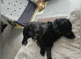 Fuio liebt Spaziergänge in der Natur (45739 Oer-Erkenschwick)