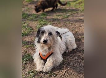 Filly ist aufmerksam und möchte lernen