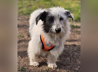 Filly ist aufmerksam und möchte lernen