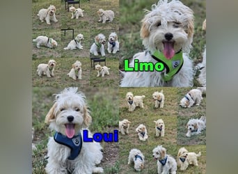 Limo und Loui sind gut sozialisiert