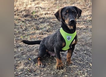 Taro ist ein schlauer, kleiner Hundemann