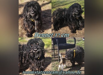 Bennet hat einen sensiblen Charakter