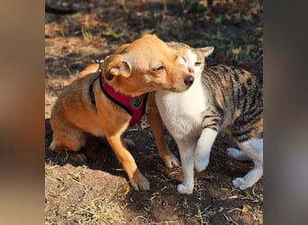 Netti wird sicher eifrig das Hunde ABC lernen