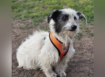 Filly ist aufmerksam und möchte lernen