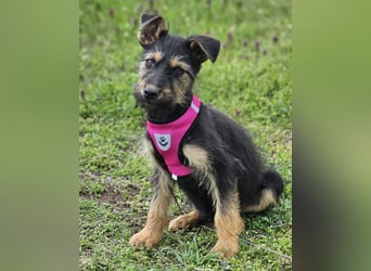 Tilly ist klug und voller Energie
