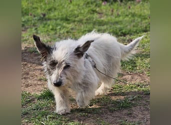 Filly ist aufmerksam und möchte lernen