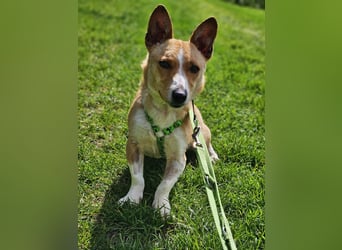 Janne ist eine aufgeschlossene Hundedame (61184 Karben)