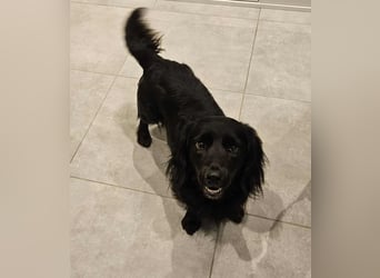 Fuio liebt Spaziergänge in der Natur (45739 Oer-Erkenschwick)