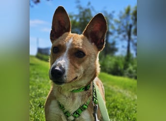 Janne ist eine aufgeschlossene Hundedame (61184 Karben)