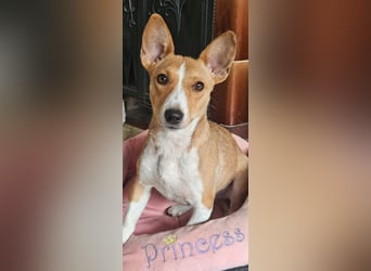 Janne ist eine aufgeschlossene Hundedame (61184 Karben)