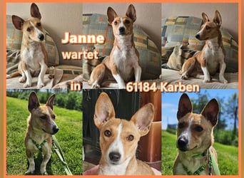 Janne ist eine aufgeschlossene Hundedame (61184 Karben)