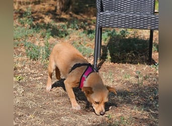 Netti wird sicher eifrig das Hunde ABC lernen