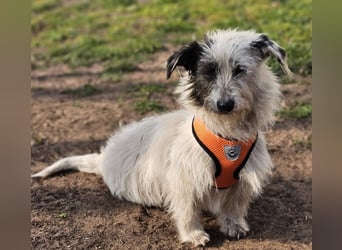 Filly ist aufmerksam und möchte lernen