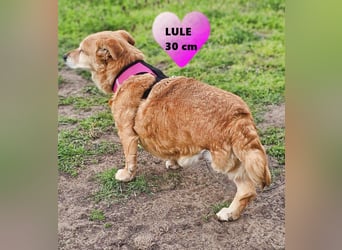 Lule - eine ausgesprochene liebe Hündin