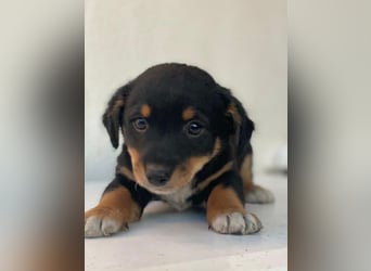 Tinos, geb. ca.10/2025, lebt in GRIECHENLAND, auf einer privaten Pflegestelle