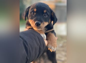 Tinos, geb. ca.10/2025, lebt in GRIECHENLAND, auf einer privaten Pflegestelle