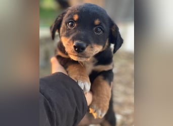 Tinos, geb. ca.10/2025, lebt in GRIECHENLAND, auf einer privaten Pflegestelle