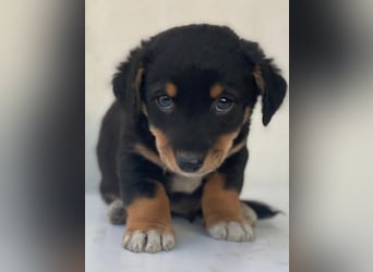 Tinos, geb. ca.10/2025, lebt in GRIECHENLAND, auf einer privaten Pflegestelle