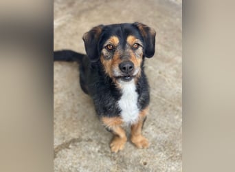 Gustavio, geb. ca. 01/2023, lebt in GRIECHENLAND, im städt. Tierheim Serres