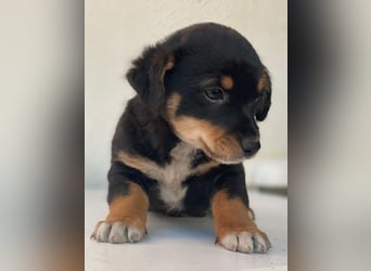 Tinos, geb. ca.10/2025, lebt in GRIECHENLAND, auf einer privaten Pflegestelle