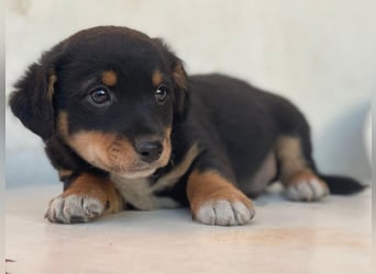 Tinos, geb. ca.10/2025, lebt in GRIECHENLAND, auf einer privaten Pflegestelle