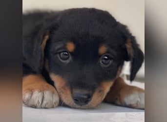 Tinos, geb. ca.10/2025, lebt in GRIECHENLAND, auf einer privaten Pflegestelle