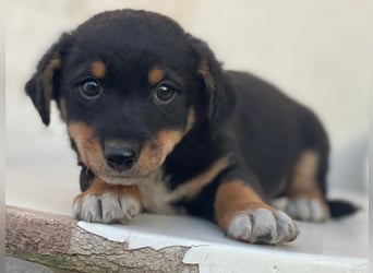 Tinos, geb. ca.10/2025, lebt in GRIECHENLAND, auf einer privaten Pflegestelle