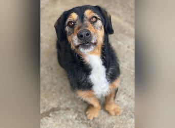 Gustavio, geb. ca. 01/2023, lebt in GRIECHENLAND, im städt. Tierheim Serres