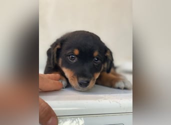 Tinos, geb. ca.10/2025, lebt in GRIECHENLAND, auf einer privaten Pflegestelle