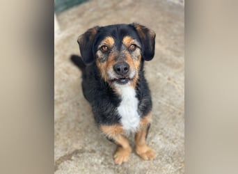 Gustavio, geb. ca. 01/2023, lebt in GRIECHENLAND, im städt. Tierheim Serres